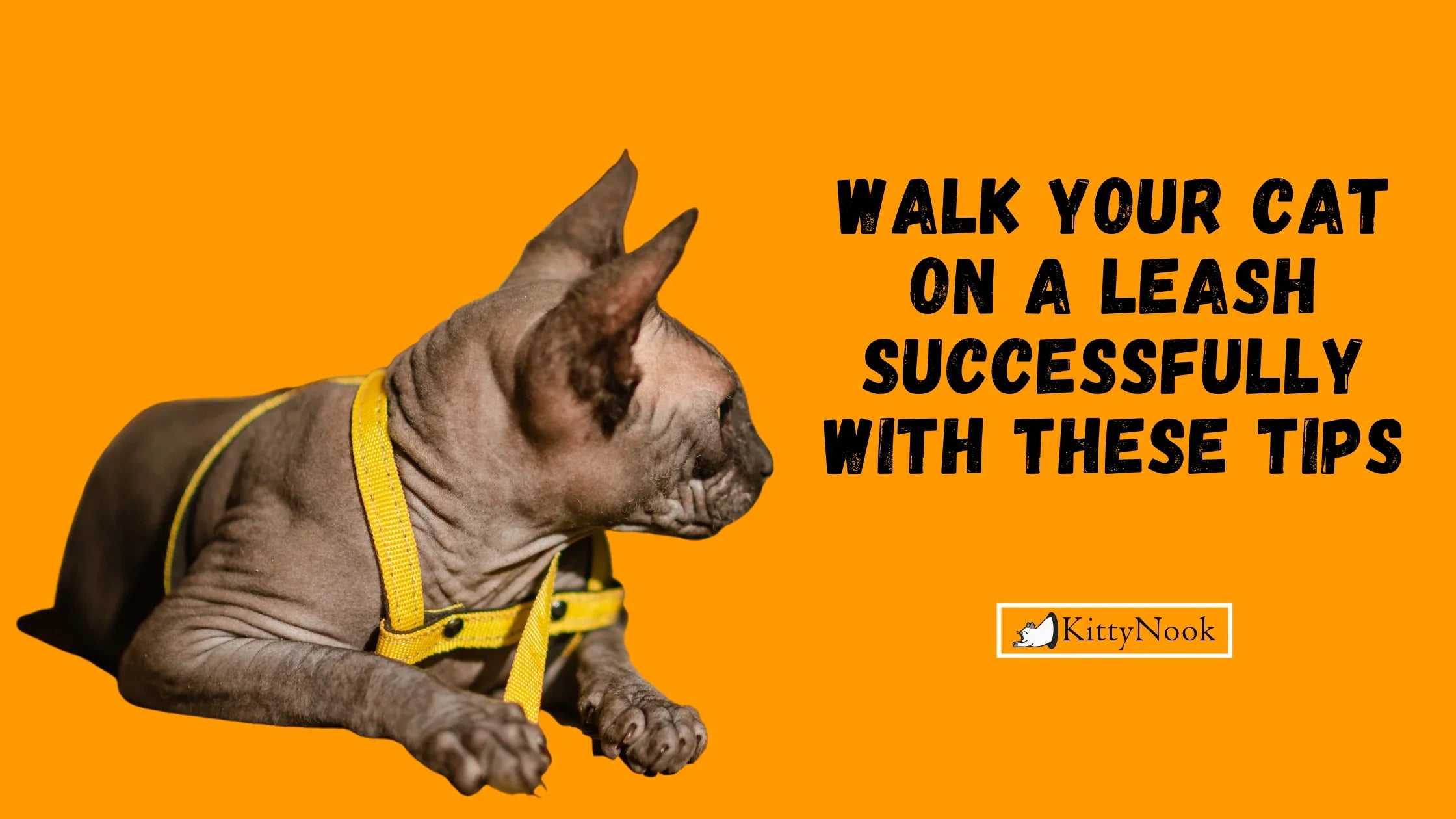 Walk Your Cat On A Leash Successfully with these Tips - KittyNook Cat Company
