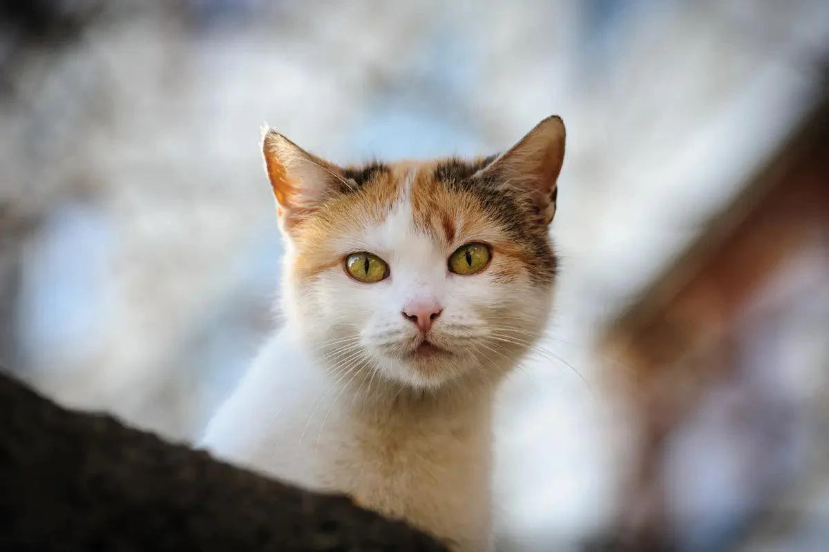 a close up of a stray cat with green eyes | kittynook