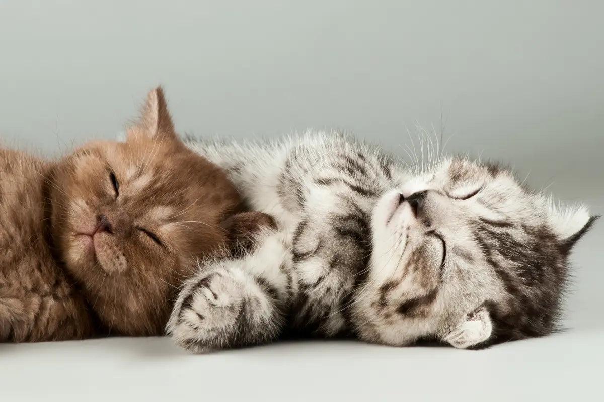 two kittens sleeping together on a gray background | kittynook