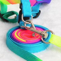 Thumbnail for Colorburst Lupine Pet Leash Pet Collars & Harnesses KittyNook Cat Company