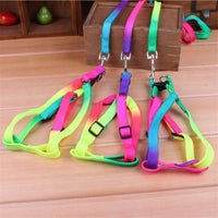 Thumbnail for Colorburst Lupine Pet Leash Pet Collars & Harnesses KittyNook Cat Company Default Title