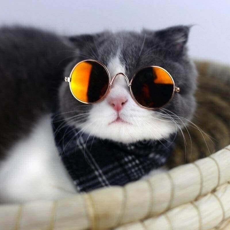 Fashionesque Multicolored Pet Glasses Cat Apparel KittyNook