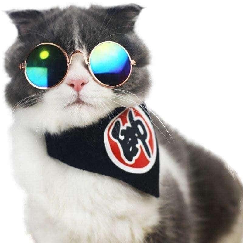 Fashionesque Multicolored Pet Glasses Cat Apparel KittyNook