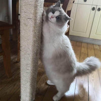 Thumbnail for Sisal Rope for DIY Cat Tree Cat Furniture KittyNook