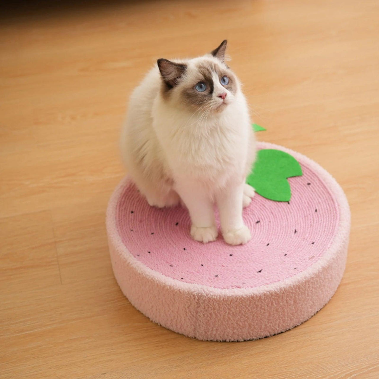 Whisker Whirl Cat Bed Scratcher KittyNook Cat Company