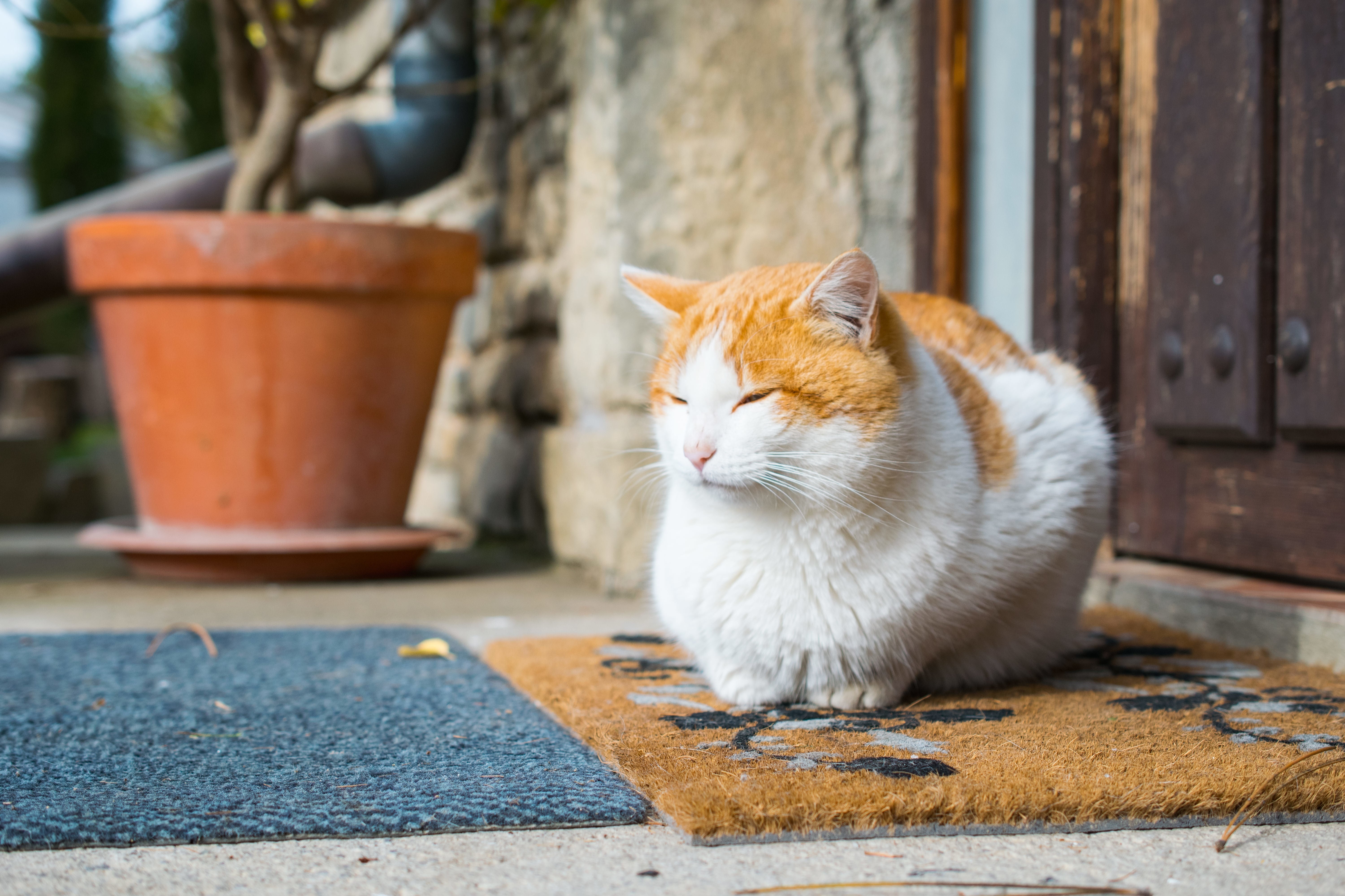 cat loafing | Kitty Nook