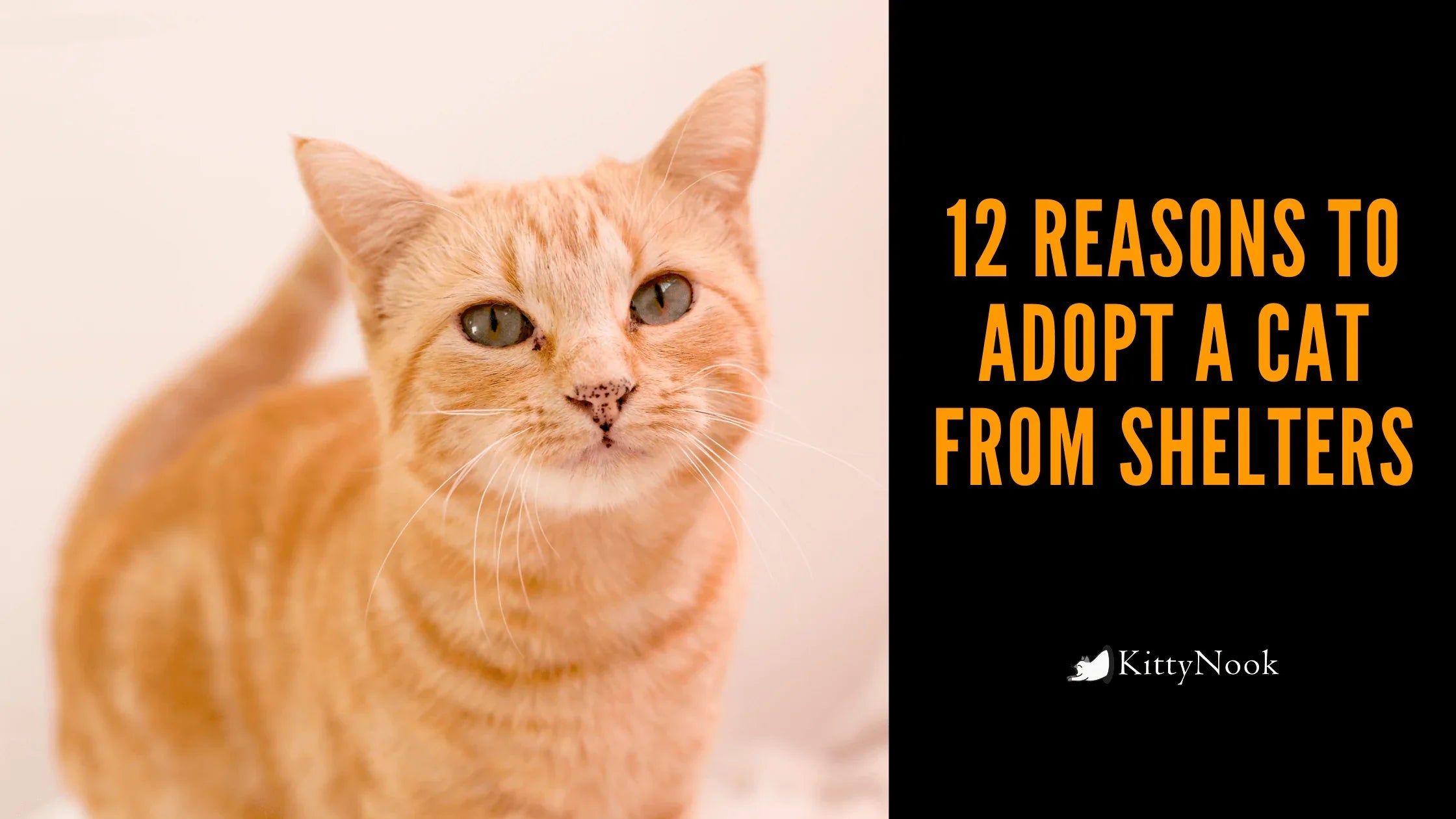 12 Reasons To Adopt A Cat From Shelters - KittyNook Cat Company