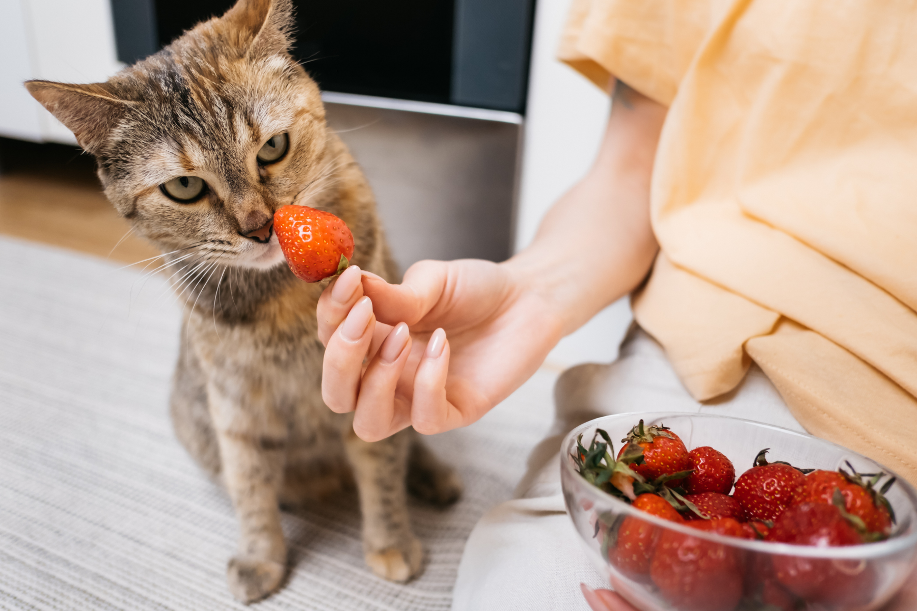 Cat Eat Strawberries | Kitty Nook