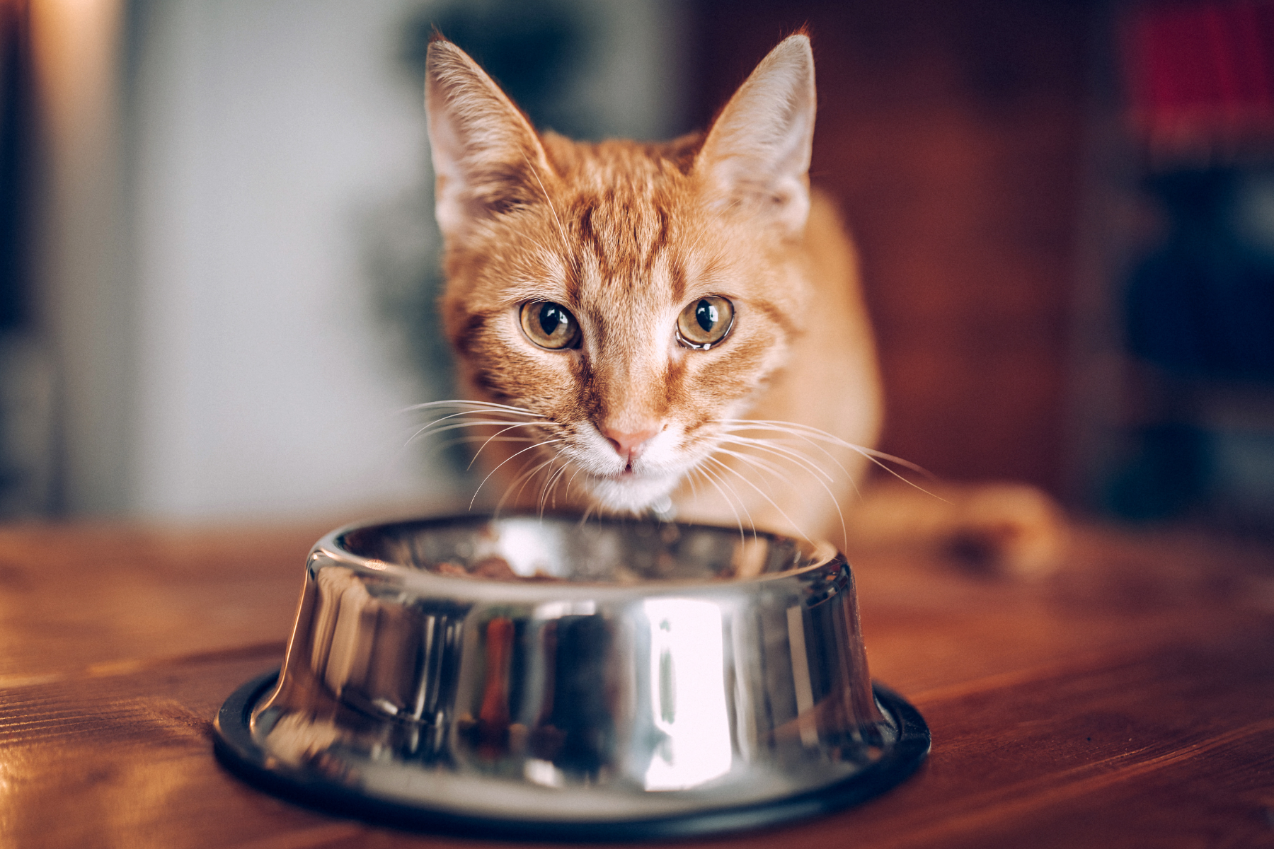 Cat eat in a bowl | Kitty Nook