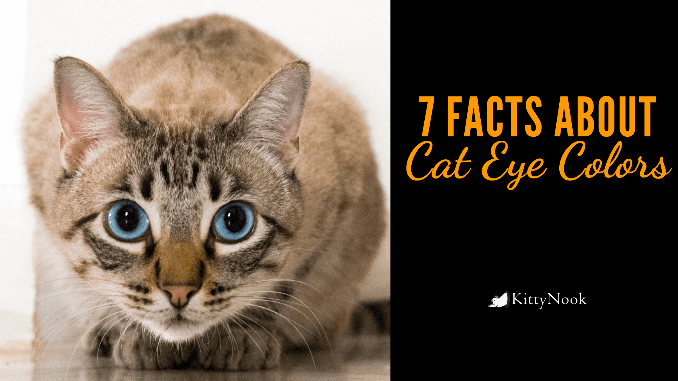 7 Amazing Facts About Cat Eye Colors - KittyNook