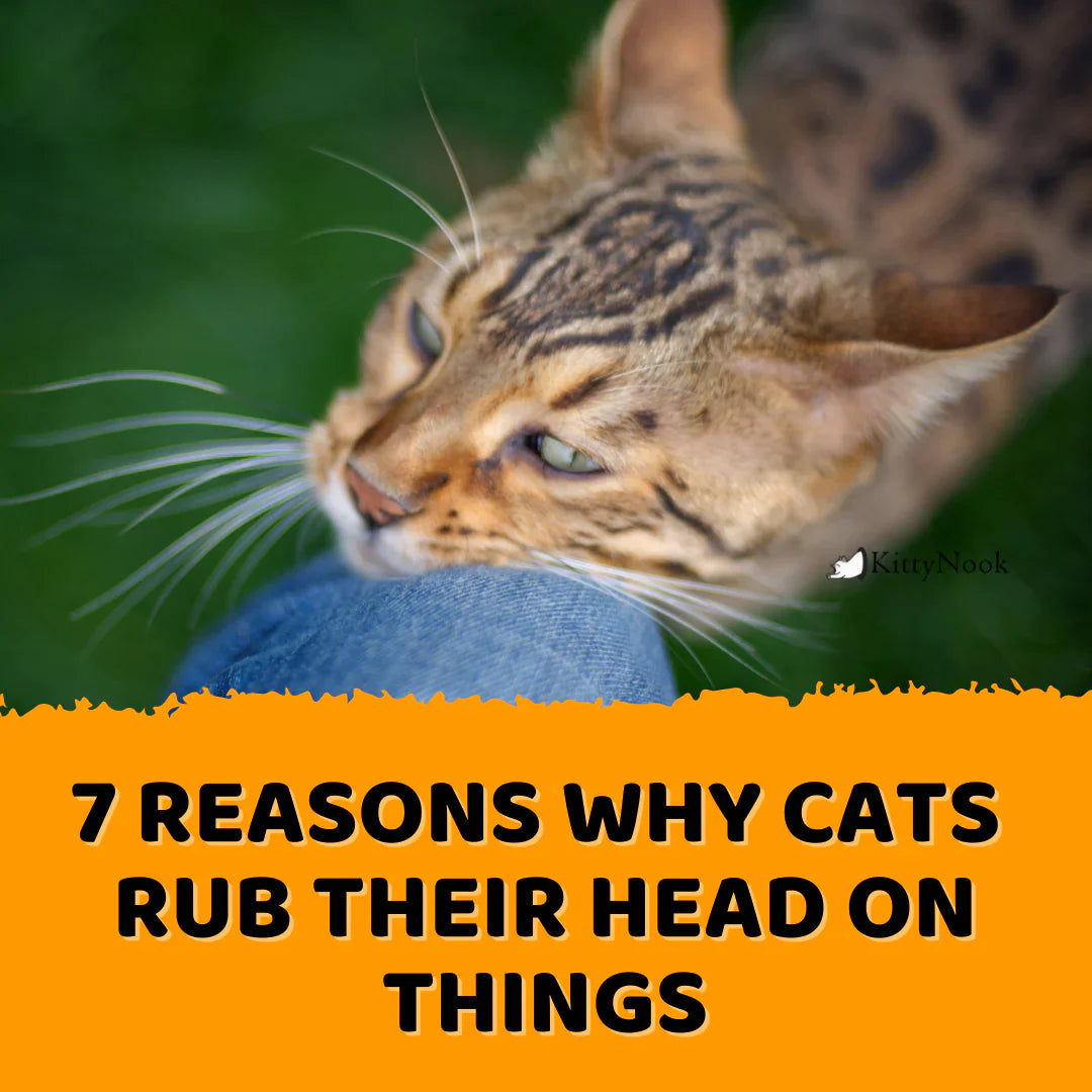 7 Reasons Why Cats Rub Their Head on Things - KittyNook Cat Company