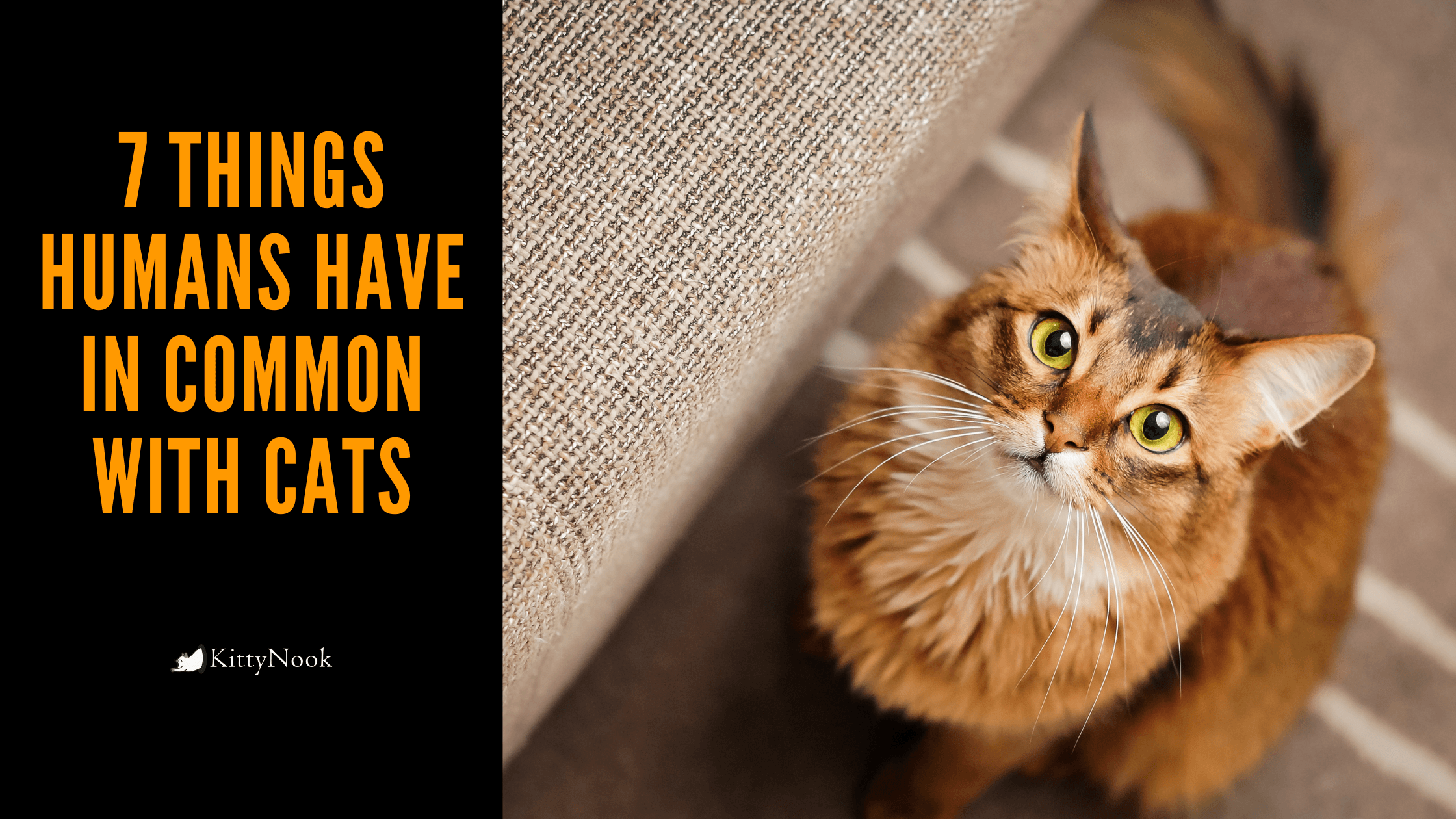 7 Things Humans Have In Common With Cats - KittyNook