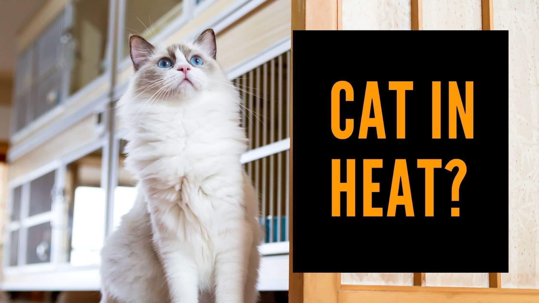 8 Signs To Know When Your Female Cat is in Heat - KittyNook