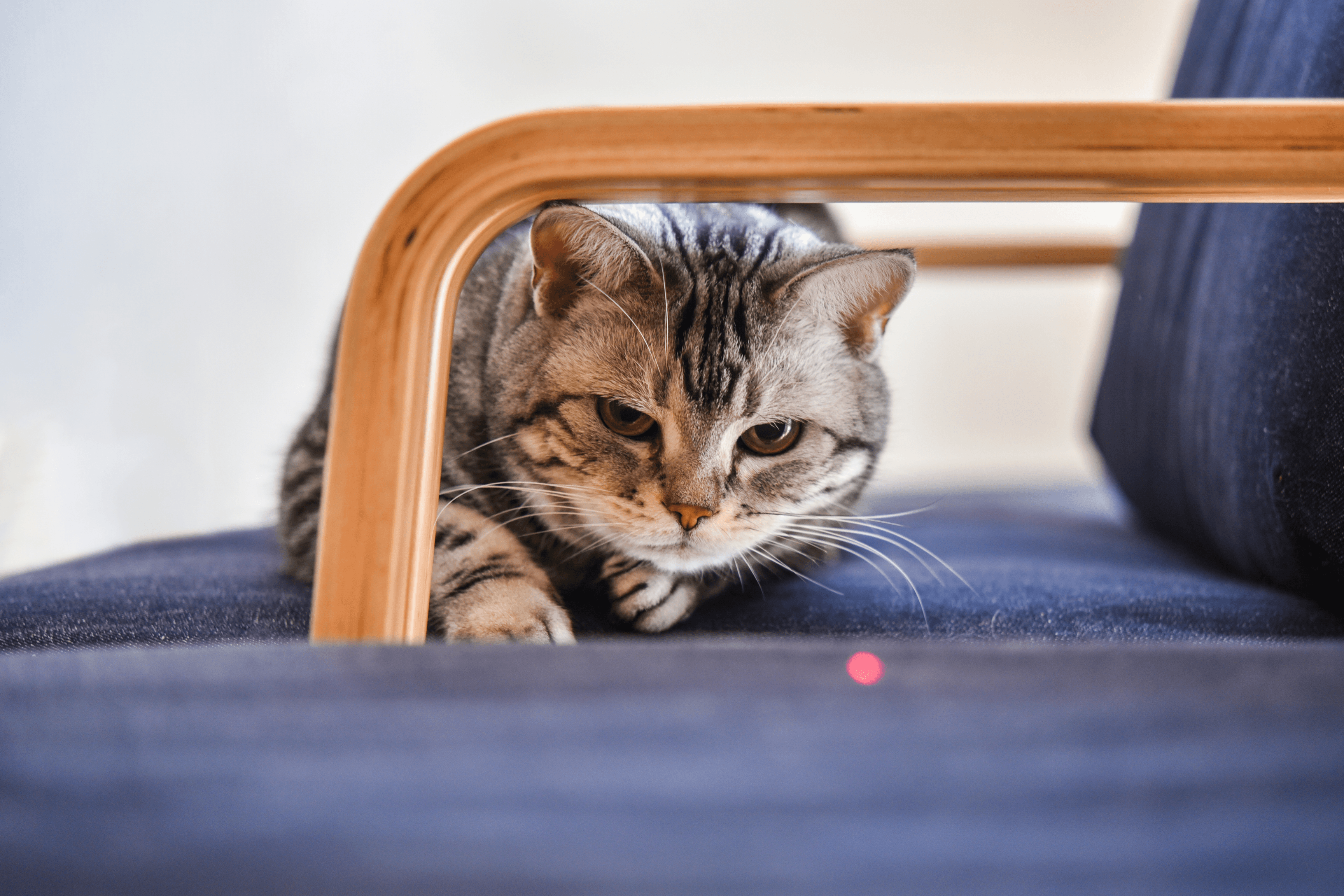 Are Laser Pointers Bad for Cats