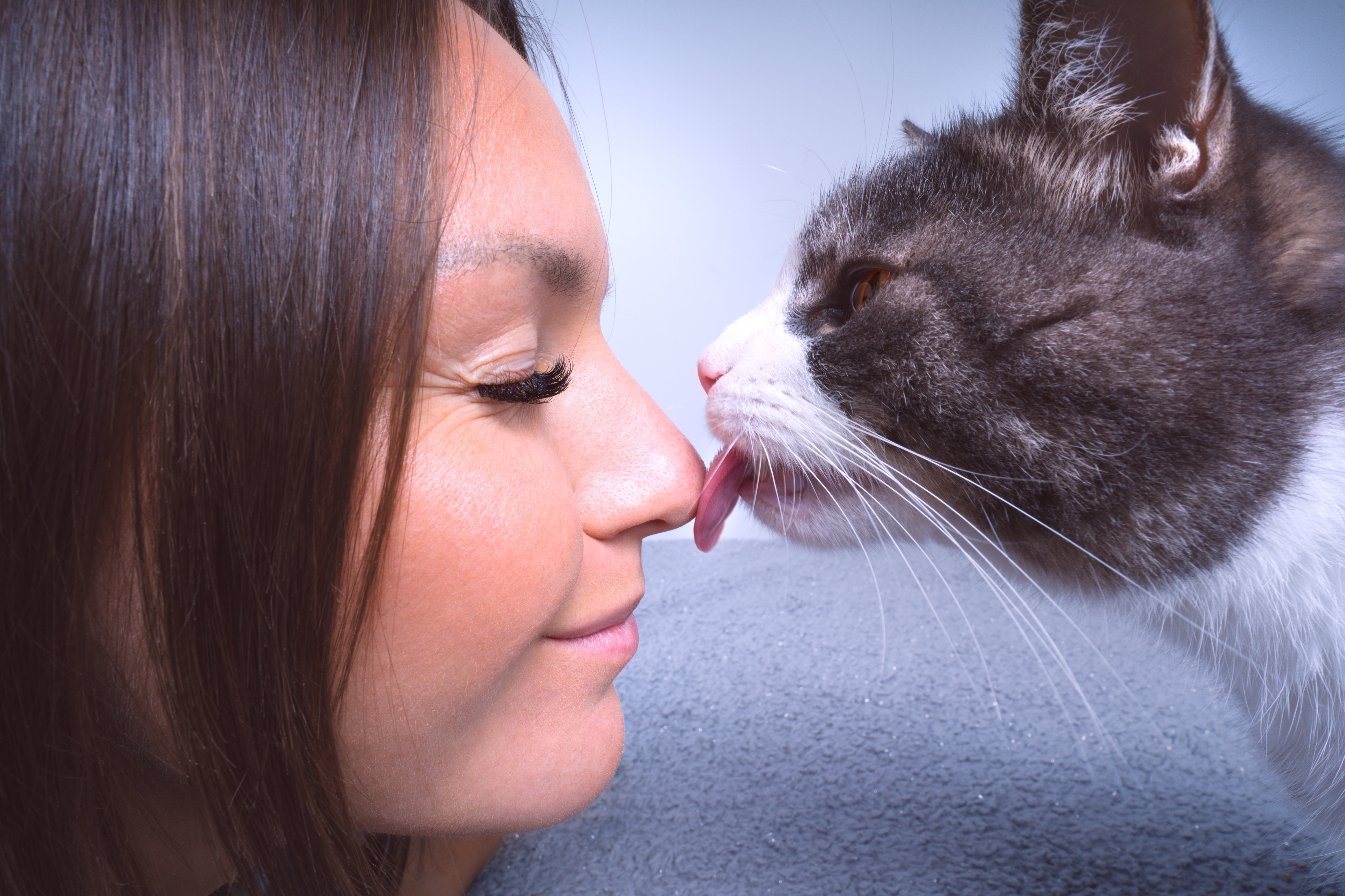 Why Does My Cat Lick Me? Understanding Feline Behavior and Affection.