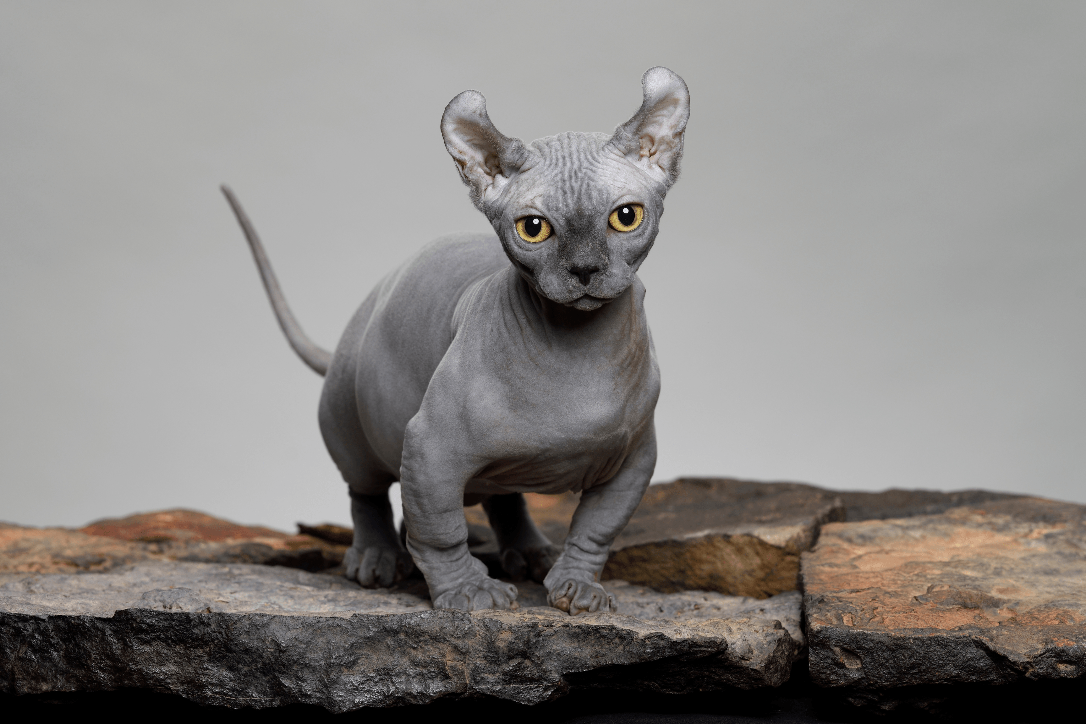 From Lykoi to Khao Manee: The Most Unusual Cat Breeds