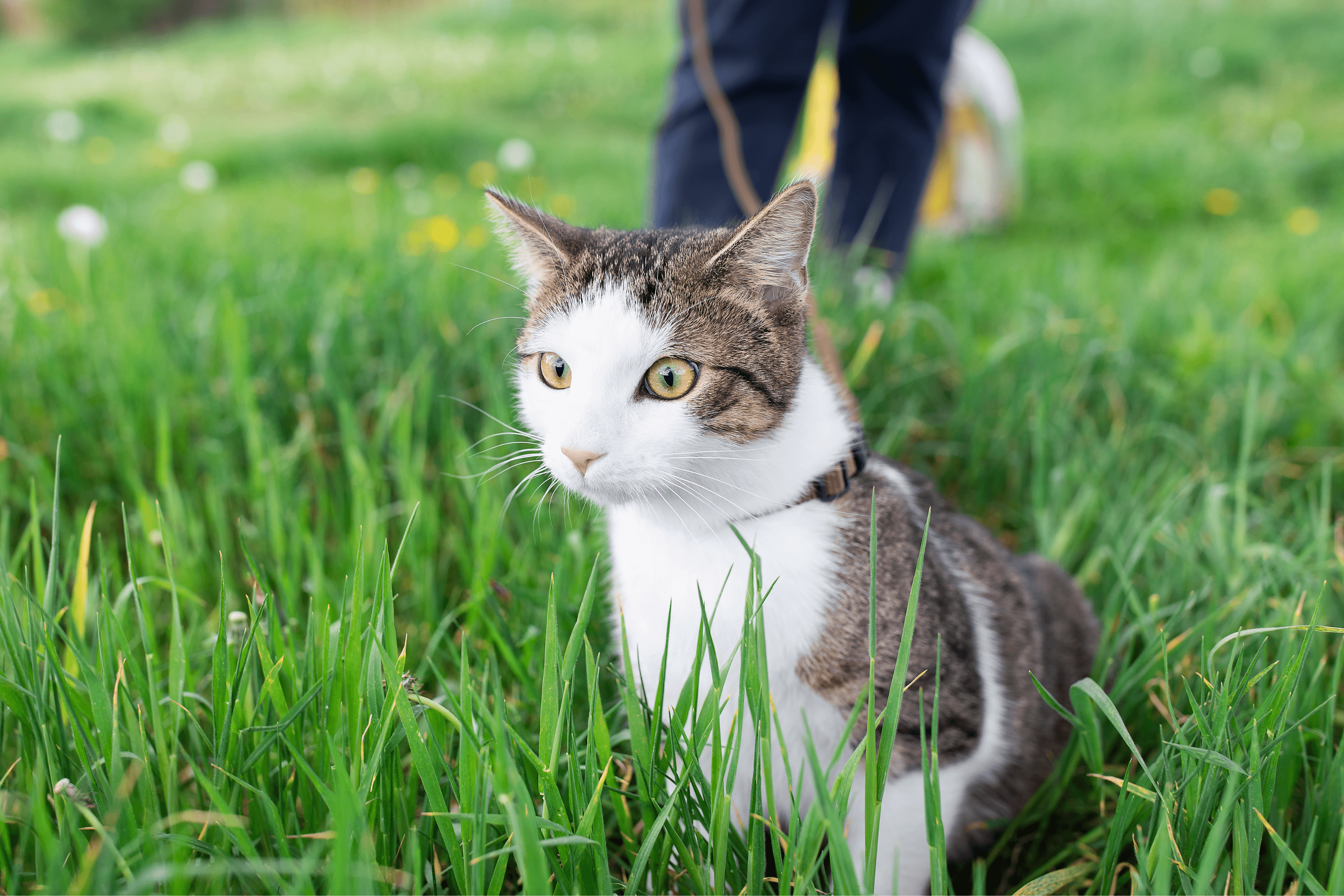 Fun and Safe Outdoor Activities for Indoor Cats this Spring