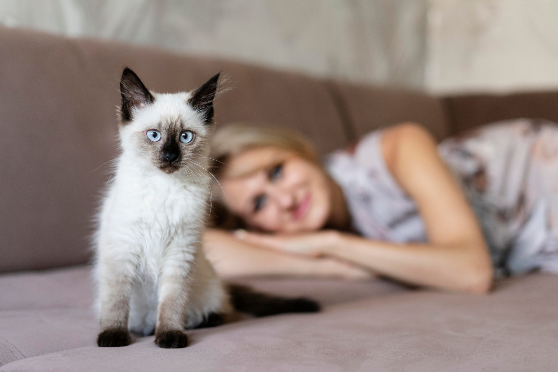 Cat with Paw Parents on Sofa
