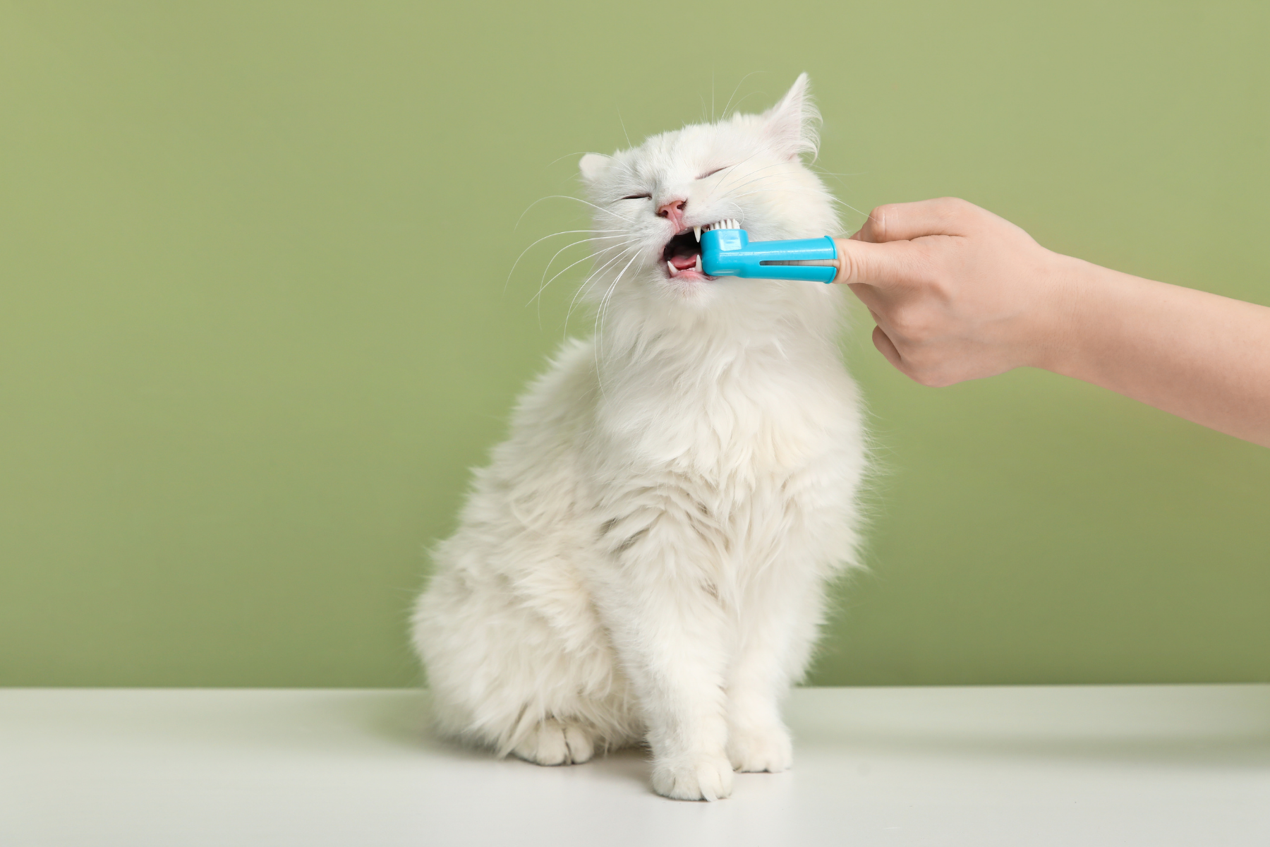 Cat Dental care | Kitty Nook