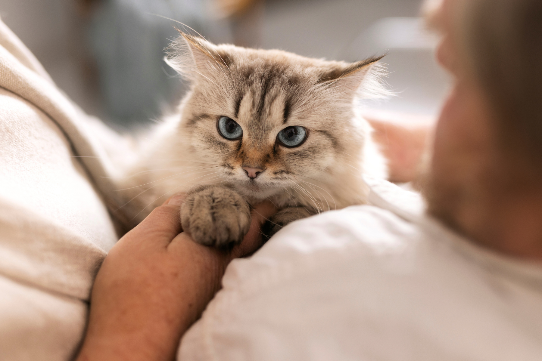 The Unmatched Joy of Welcoming a Senior Cat Home