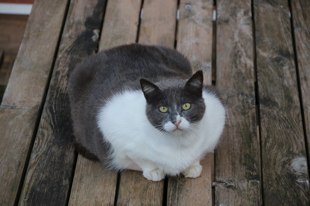 View of Best Food for Overweight Indoor Cats - Best Cat Blog - KittyNook Cat Co.
