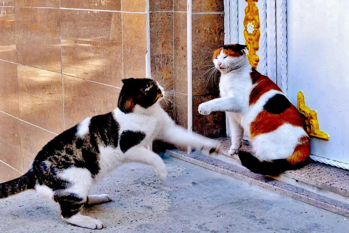 two cats fighting on the steps of a building | kittynook cat company