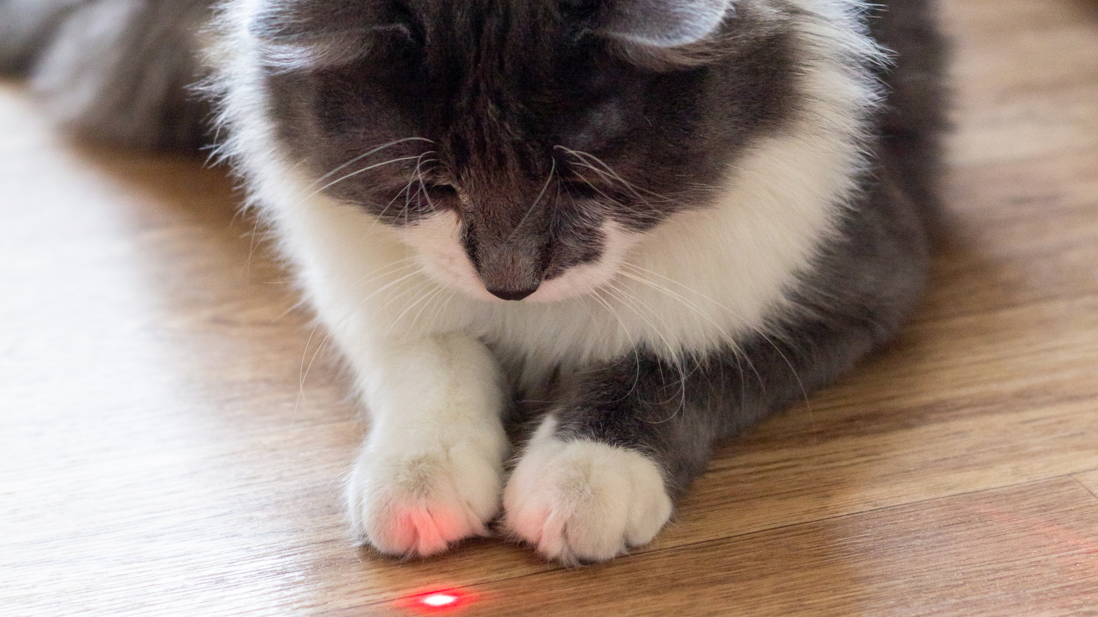 A cat plays with a laser toy | Kitty Nook