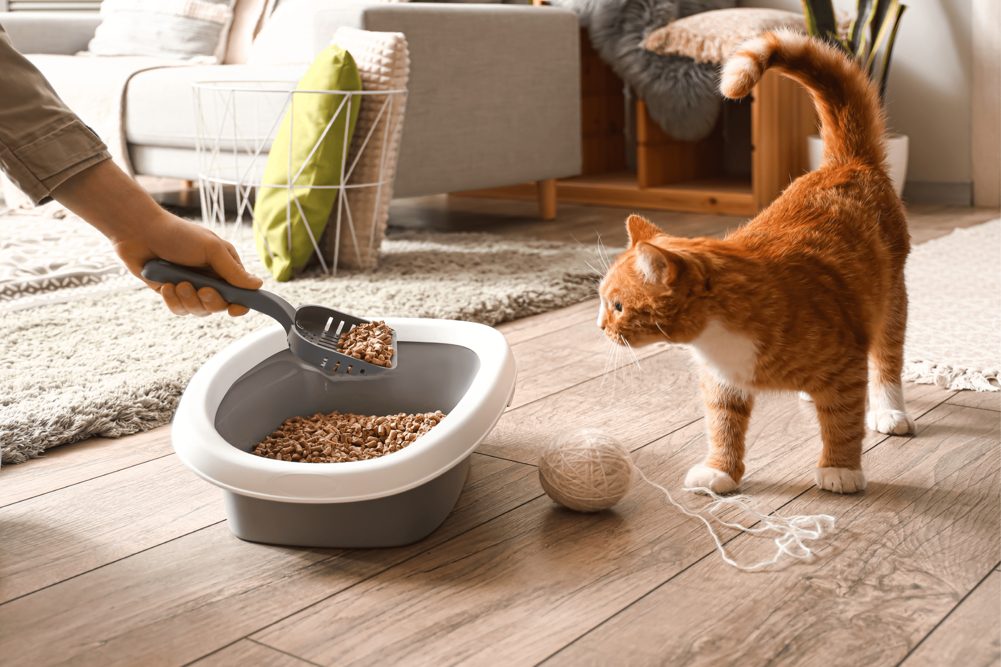 Spring Cleaning Tips for Cat Owners