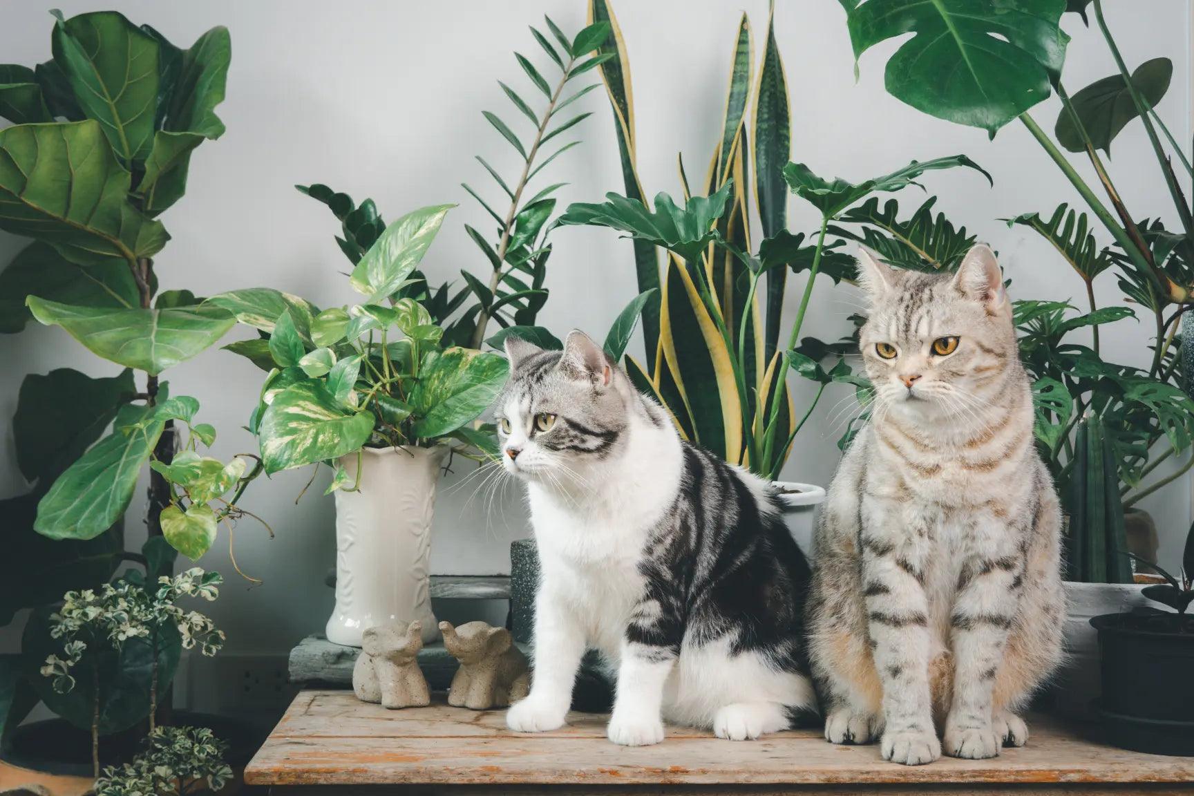 What Indoor Plants Are Safe for Cats? - KittyNook Cat Company