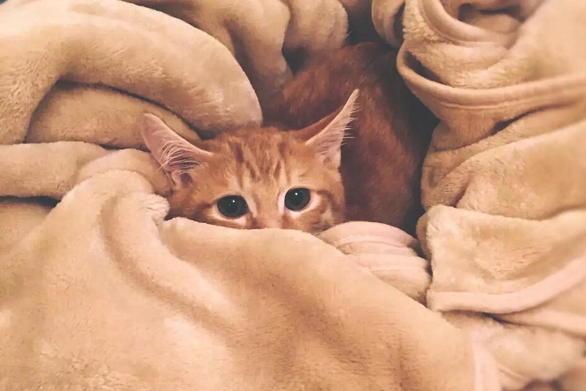 an orange kitten hiding under a blanket | kittynook