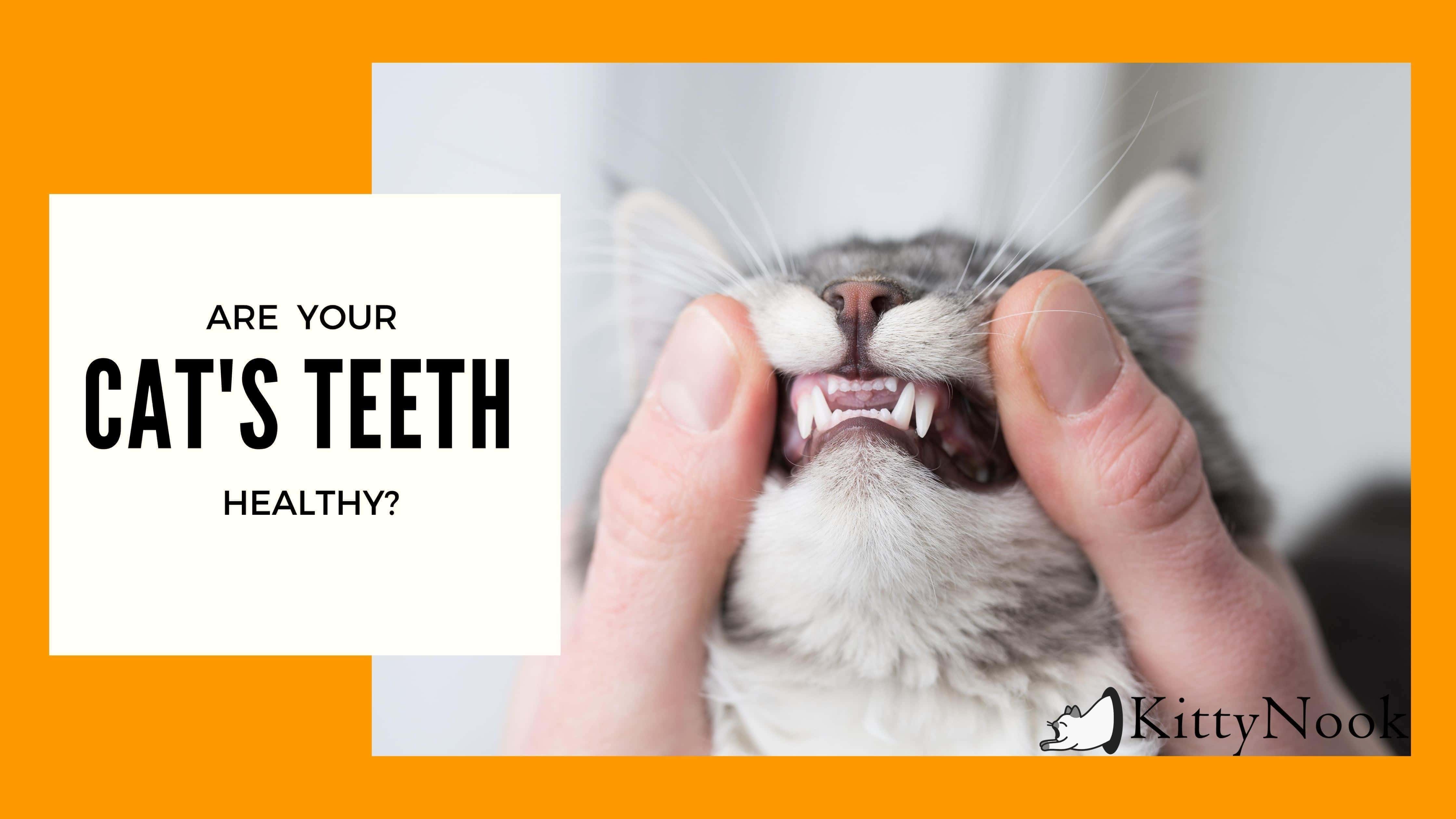 Add 2-4 Years to Your Pet's Life with these Dental Practices - KittyNook