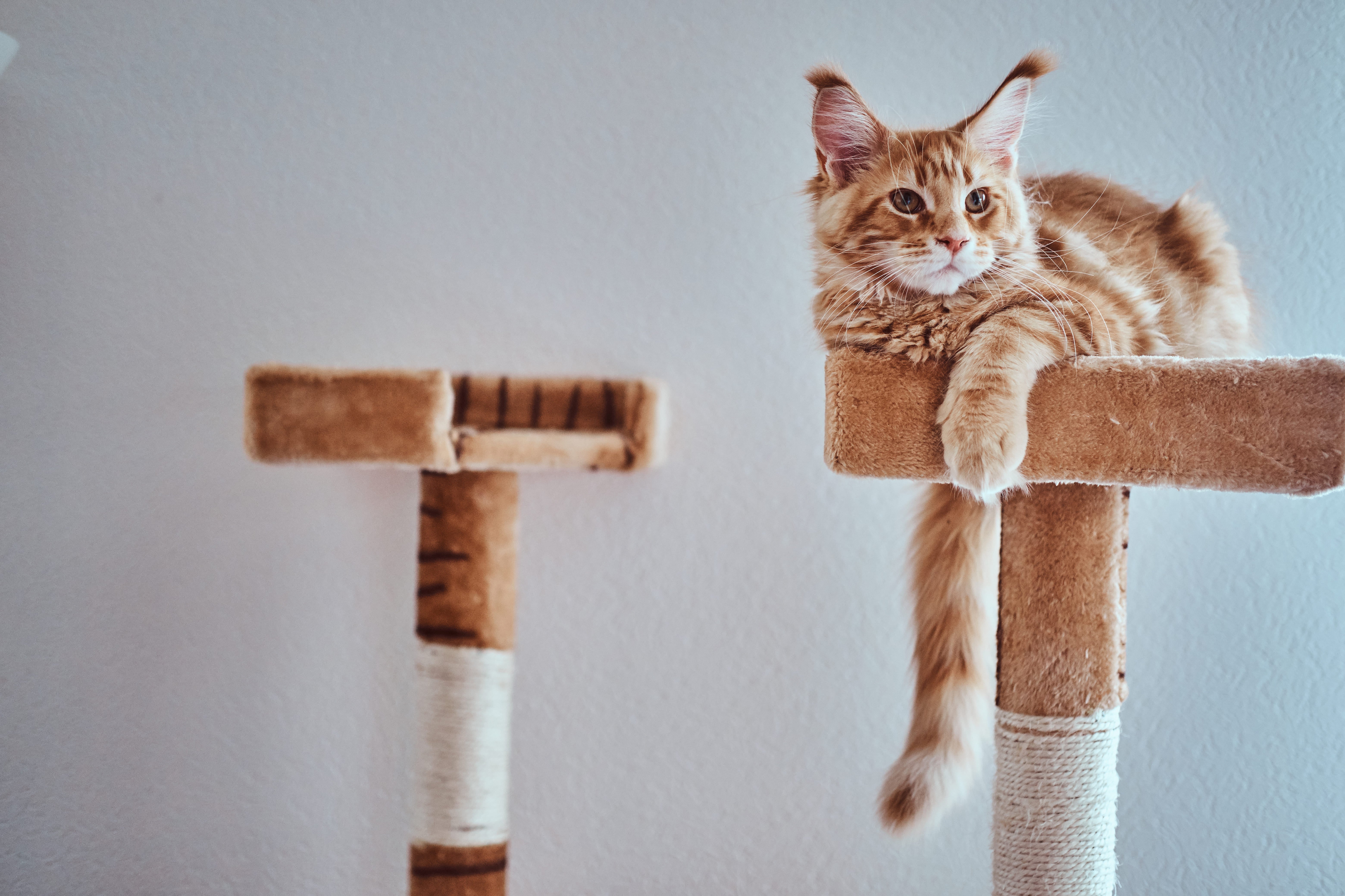 Best Cat Tree for Large Cats | Kitty Nook