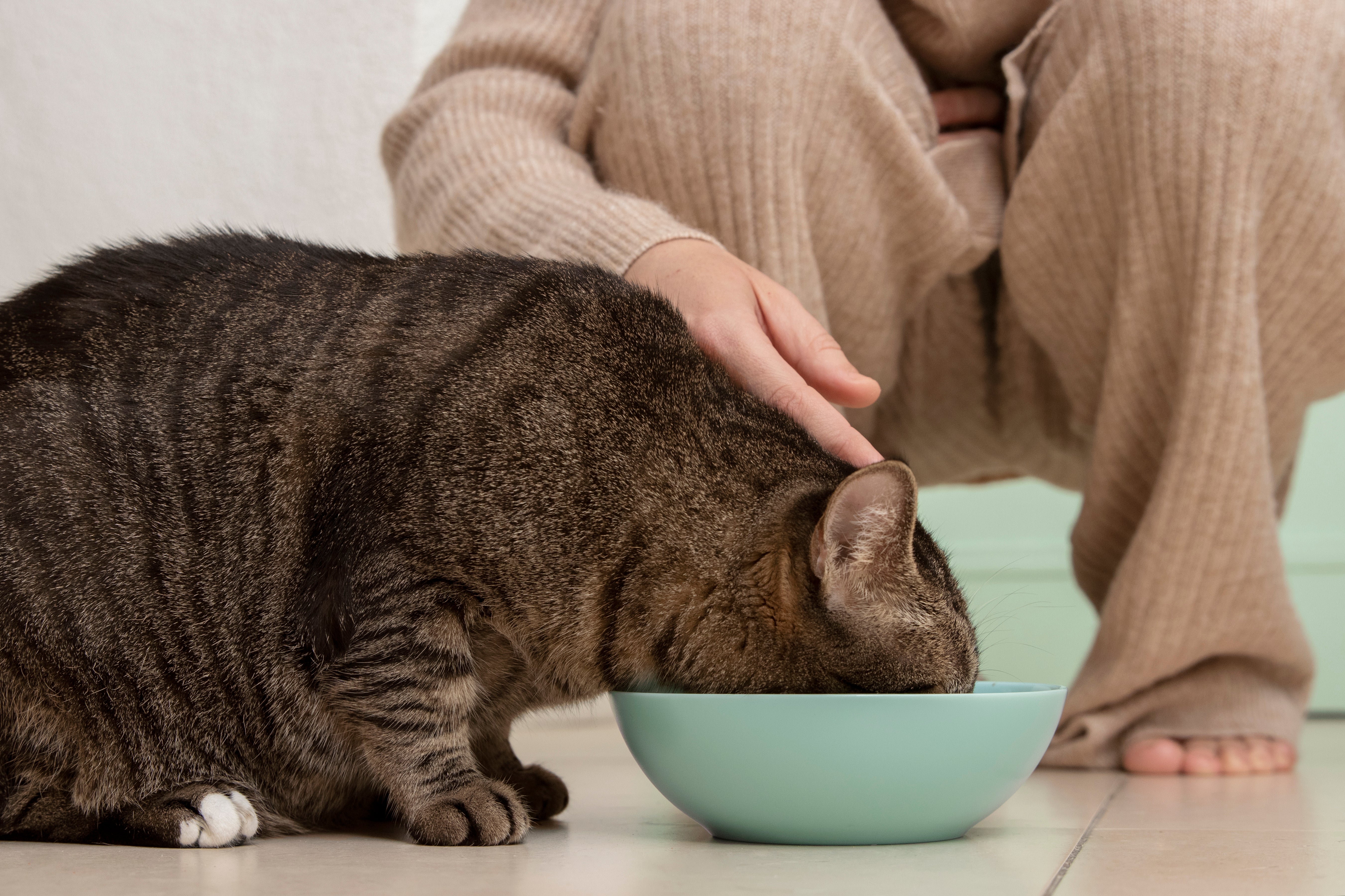 Adorable kitty eating next to her owner | Kitty Nook