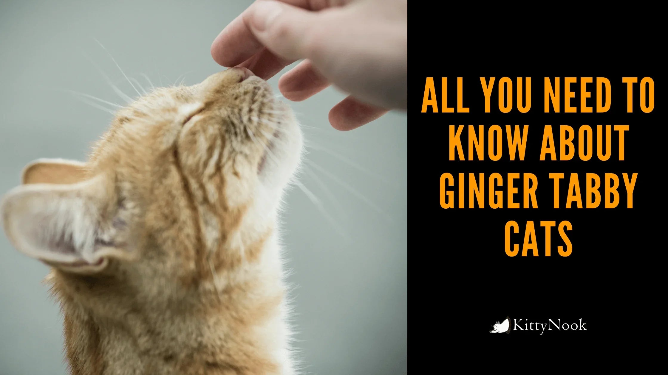 All You Need To Know About Ginger Tabby Cats - KittyNook Cat Company