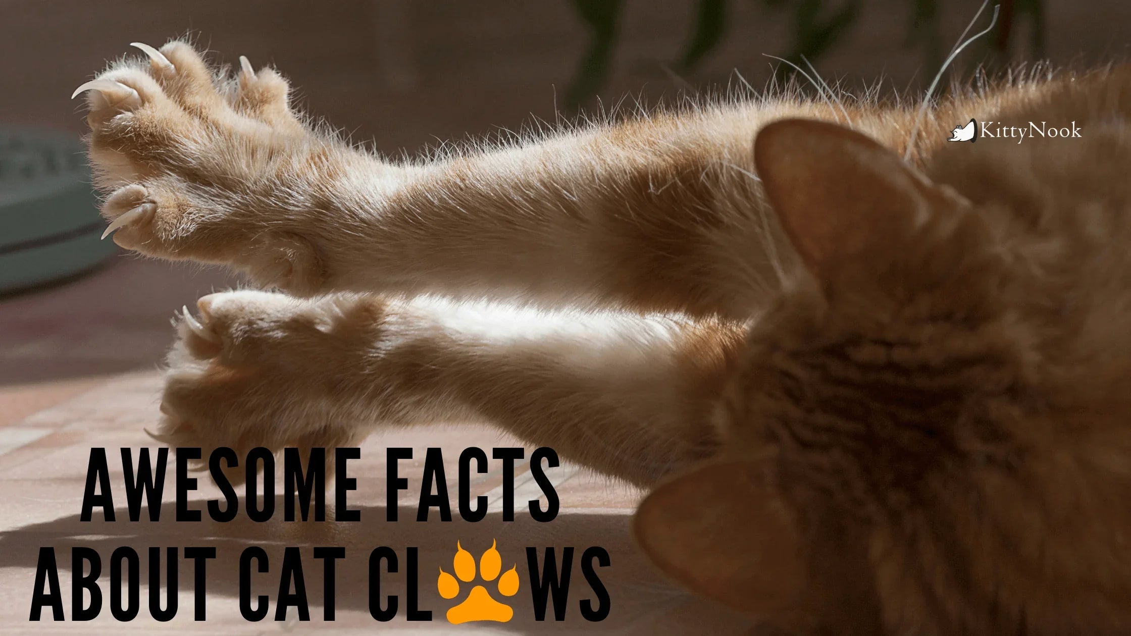 Awesome Facts About Cat Claws - KittyNook Cat Company