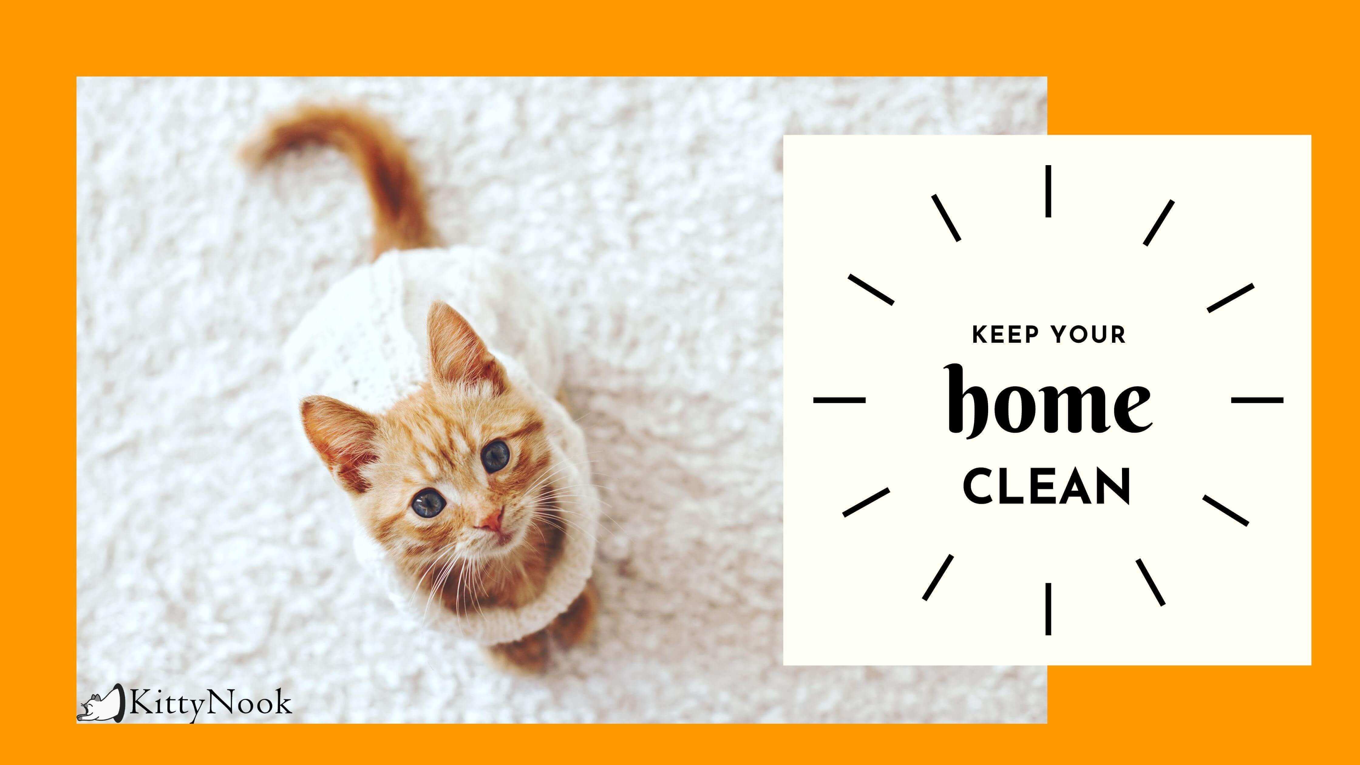 Quick Cleaning Tips for Cat Parents - KittyNook Cat Company