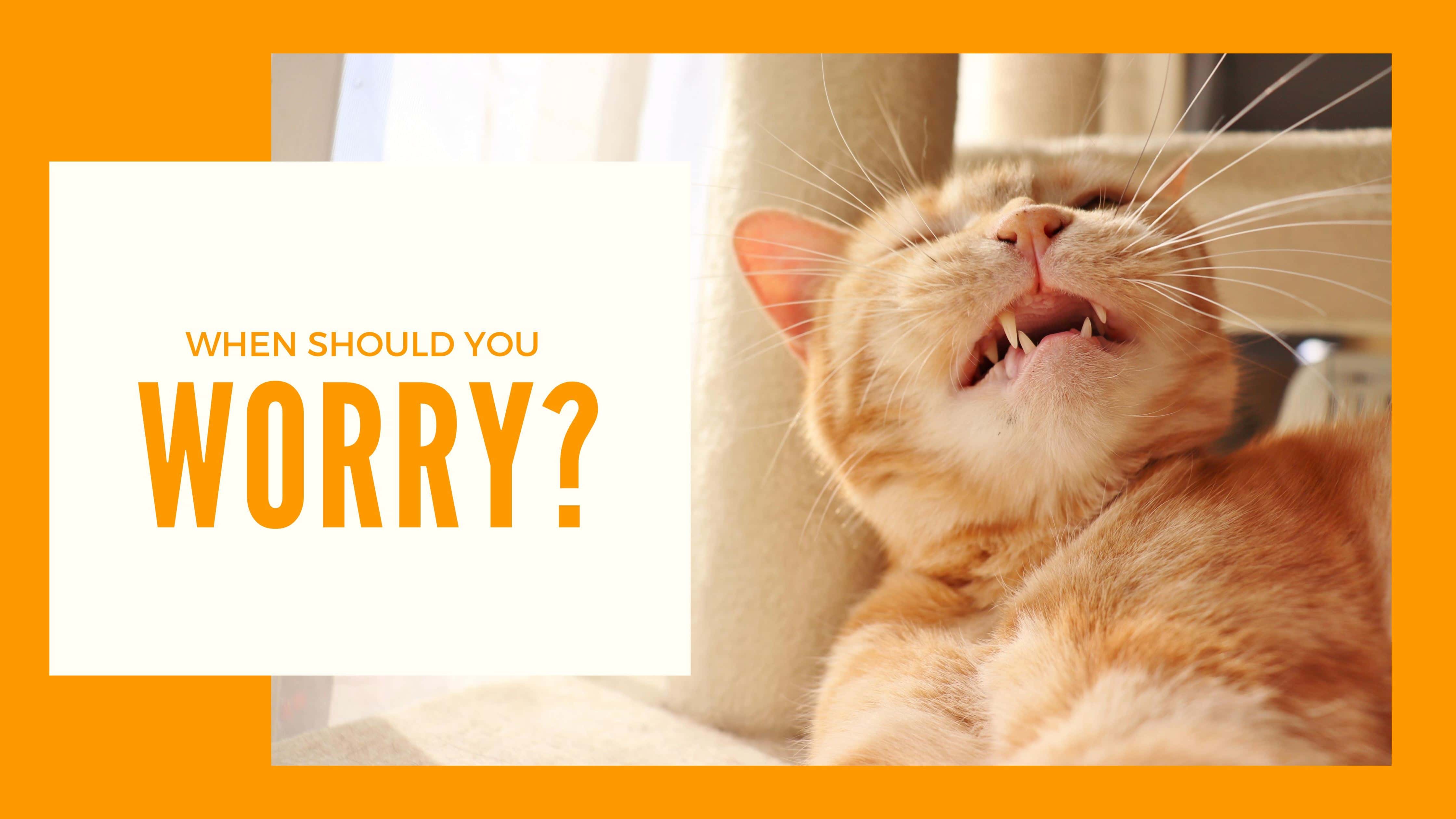 Why Is My Cat Sneezing? - KittyNook Cat Company
