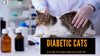 Taking Care of Your Diabetic Cat: Weight Loss and More - KittyNook Cat Company