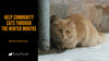 How Can I Help Stray Cats Through Wintertime Outdoors?