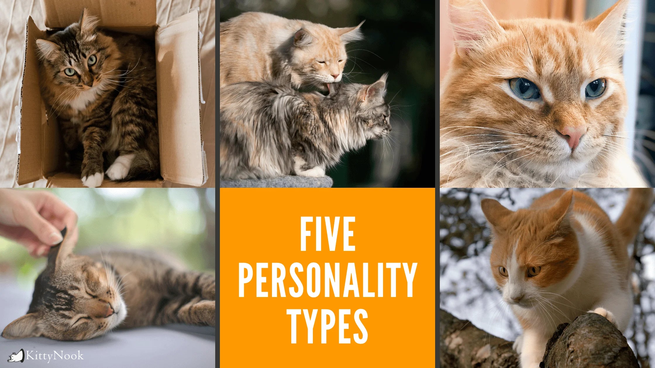 The 5 Major Cat Personality Types - KittyNook Cat Company