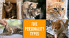 The 5 Major Cat Personality Types
