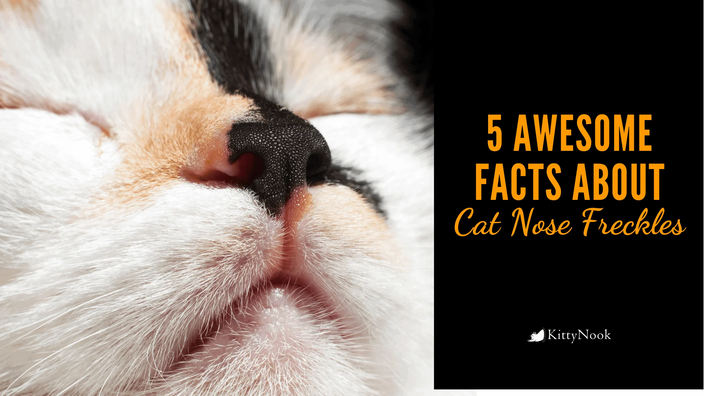 5 Awesome Facts About Cat Nose Freckles - KittyNook Cat Company