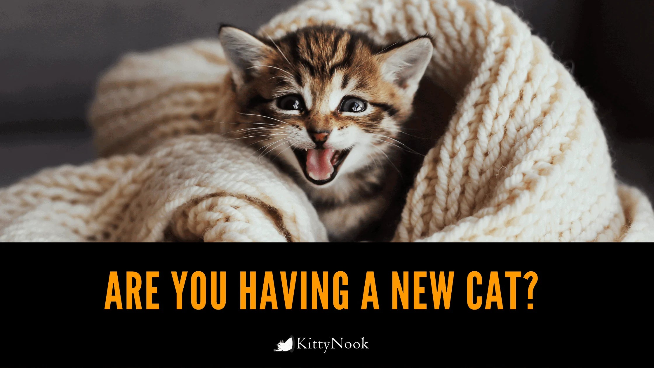 Are You Having A New Cat? Here's A Checklist Of Items That You Should Have! - KittyNook Cat Company