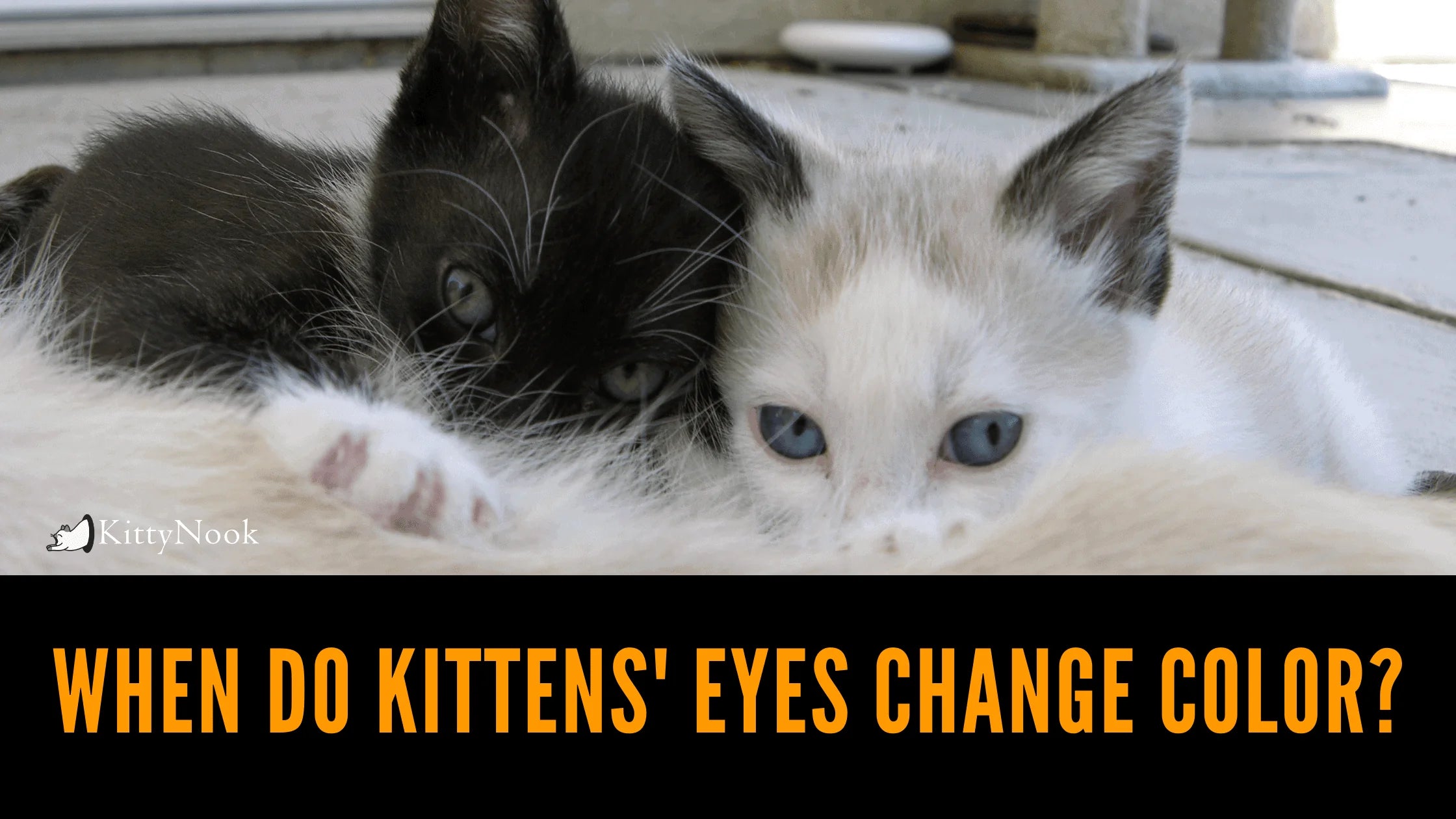 When Do Kittens' Eyes Change Color? - KittyNook Cat Company