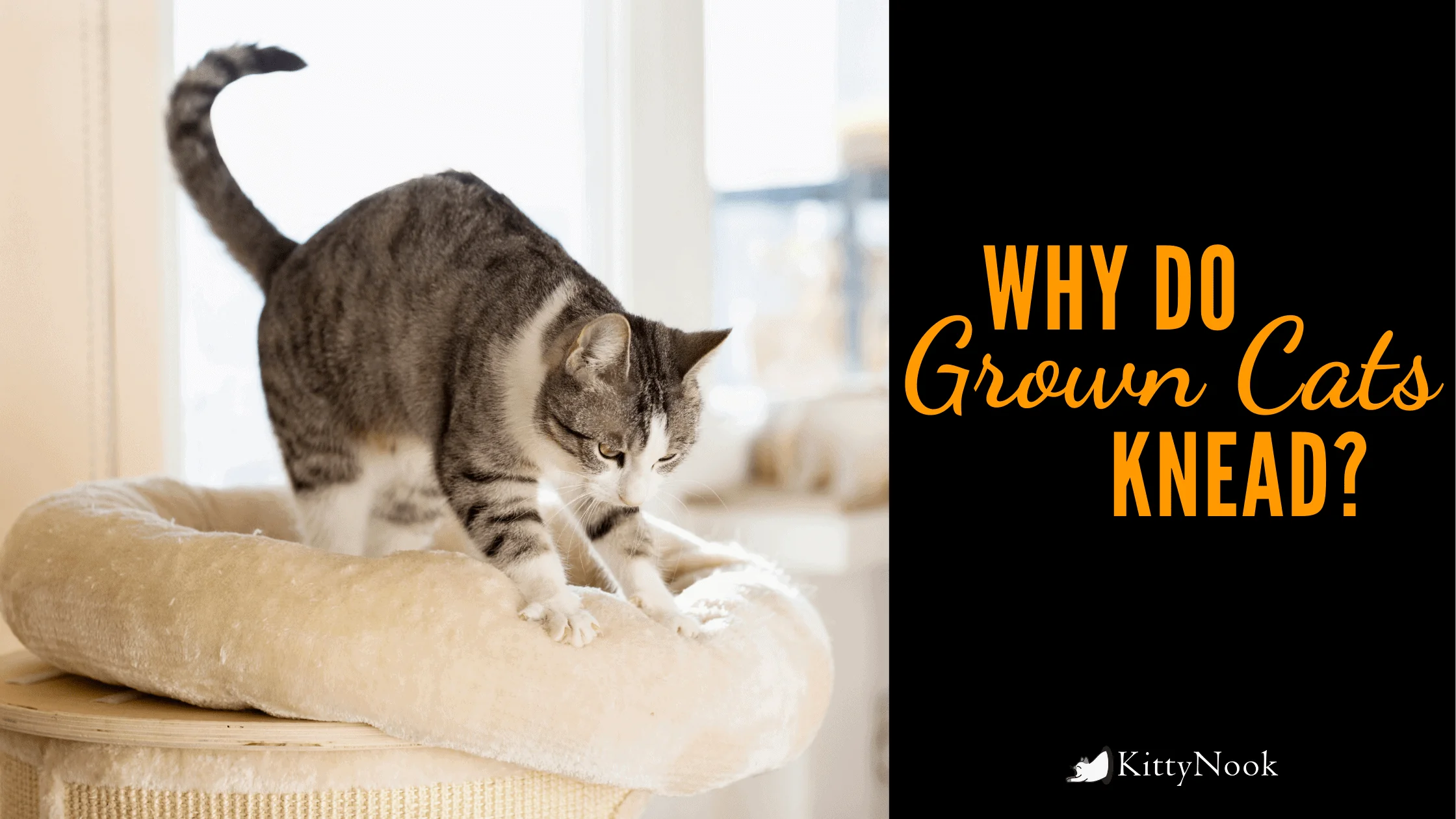 Why Do Grown Cats Knead? - KittyNook Cat Company