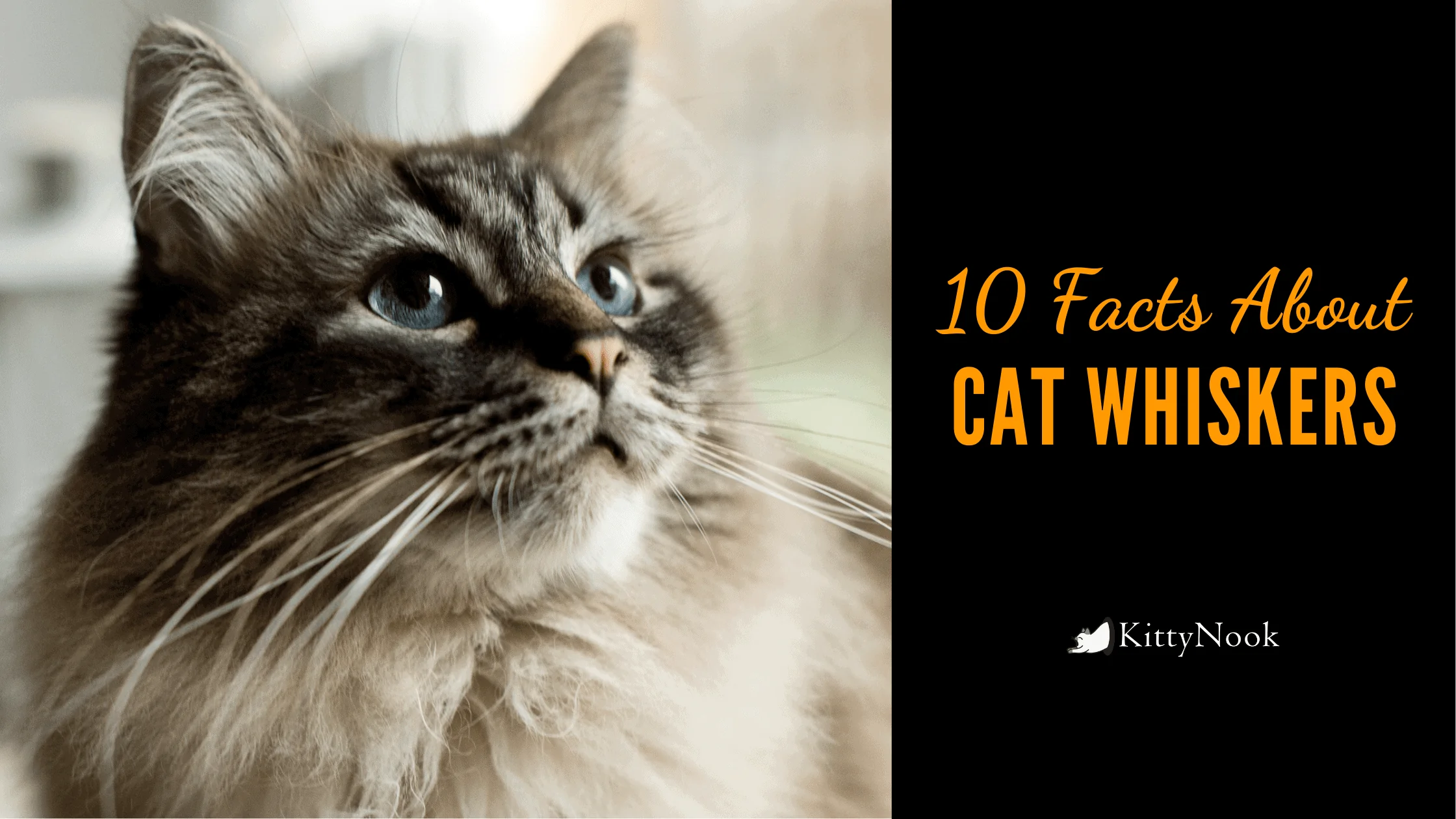 Why Are Cats' Whiskers Important? 10 Facts About Cat Whiskers - KittyNook Cat Company