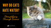 Why Do Cats Hate Water? Demystifying Through Science - KittyNook Cat Company