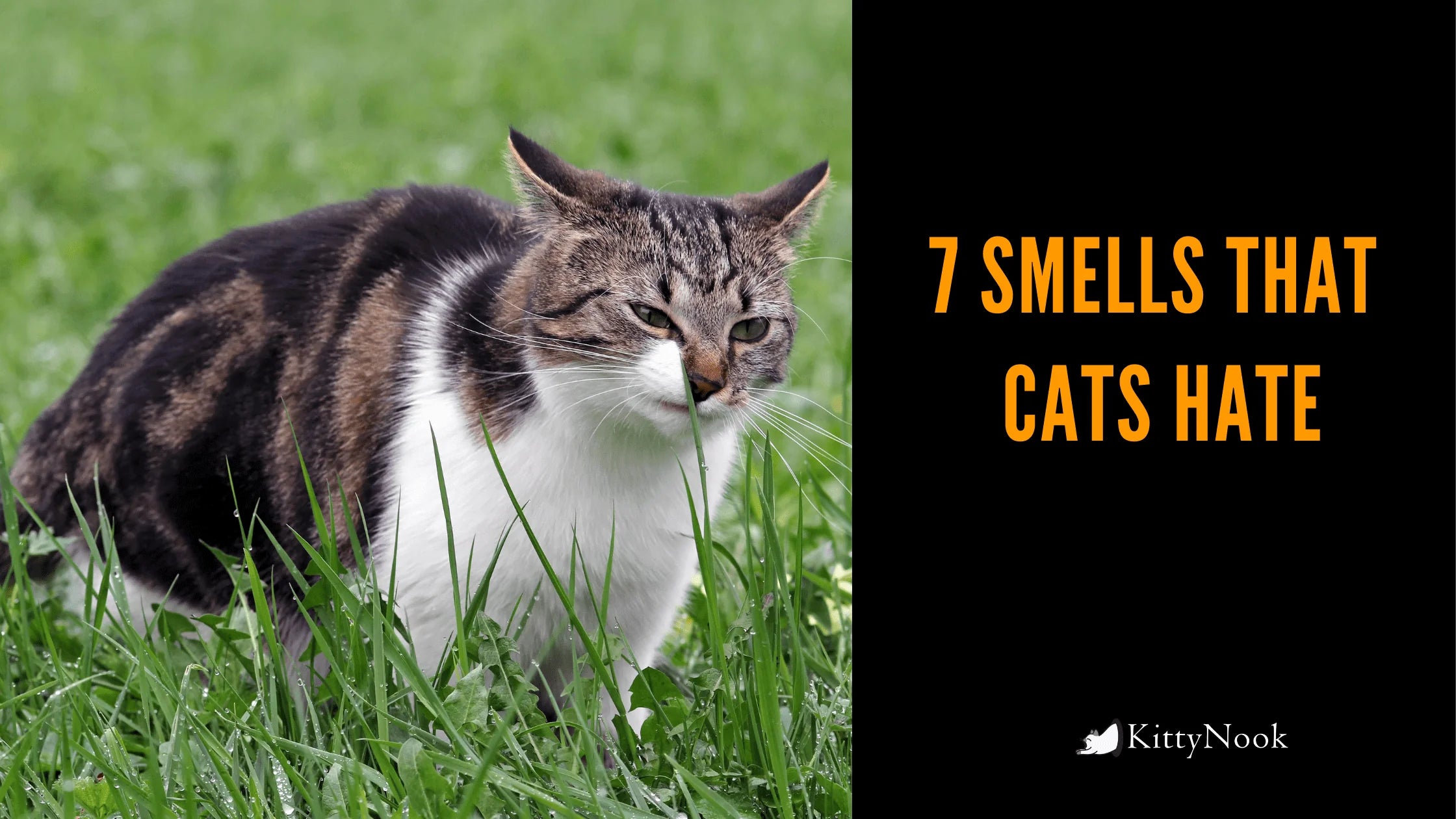 What Smells Do Cats Hate? 7 Items You Should Move Away From Your Cats - KittyNook Cat Company
