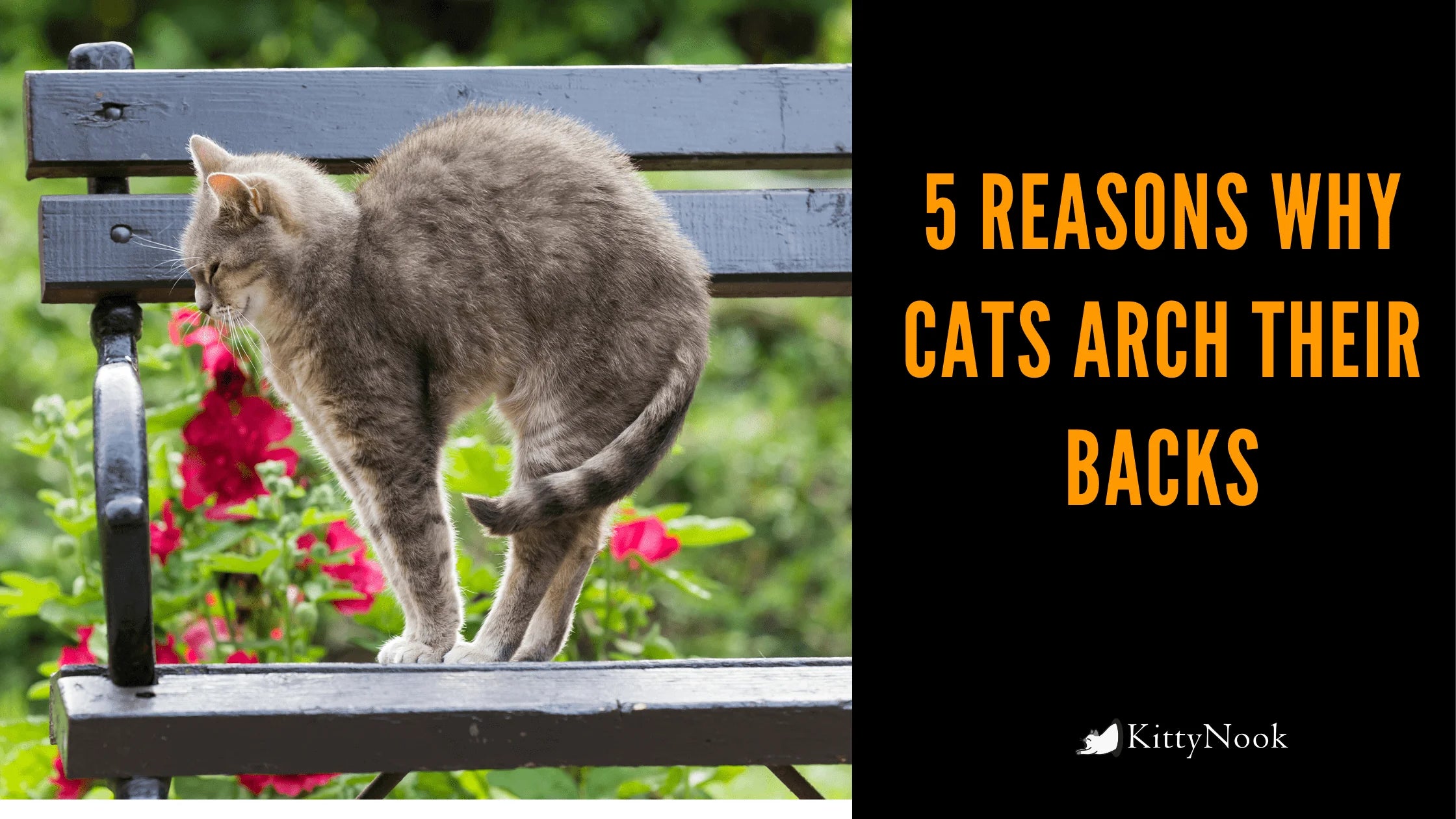 5 Reasons Why Cats Arch Their Backs - KittyNook Cat Company