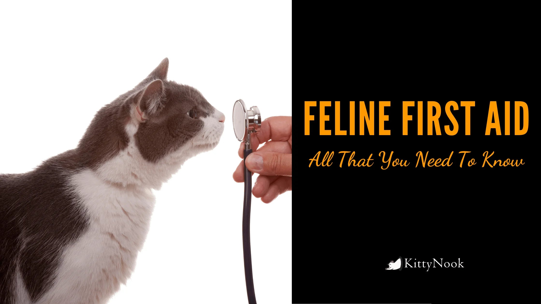 Feline First Aid: Everything You Need To Know - KittyNook Cat Company